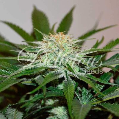 Descojack Delicious Seeds