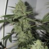 Desfran Dutch Passion Seeds