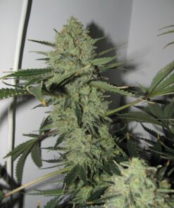 Desfran Dutch Passion Seeds
