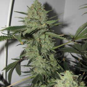 Desfran Dutch Passion Seeds