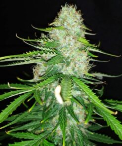 Diesel Auto Royal Queen Seeds