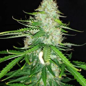 Diesel Auto Royal Queen Seeds