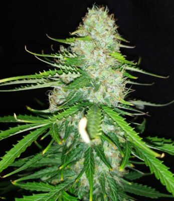 Diesel Auto Royal Queen Seeds