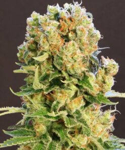 Diesel Glue Kannabia Seeds