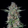 Do-Si-Dos Auto Royal Queen Seeds