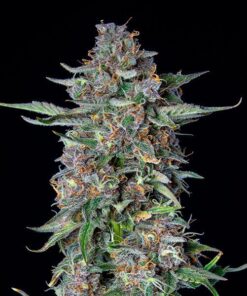 Do-Si-Dos Auto Royal Queen Seeds