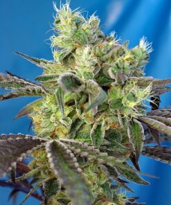 Do-Sweet-Dos Sweet Seeds