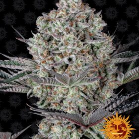 Dos Si Dos 33 Barneys Farm Seeds
