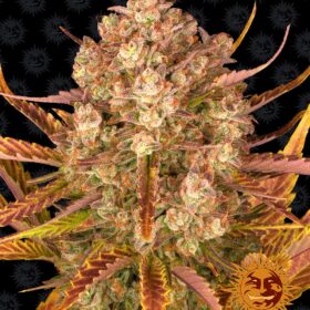 Dos Si Dos Auto Barneys Farm Seeds
