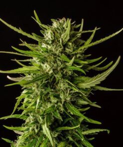 Dosidos Kannabia Seeds