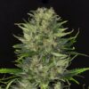 Dosidos Auto Kannabia Seeds