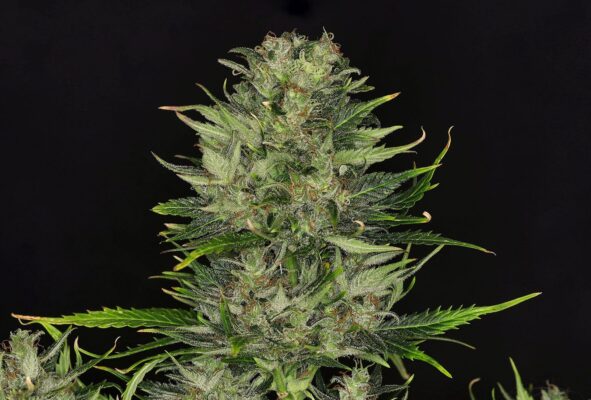 Dosidos Auto Kannabia Seeds