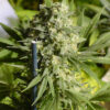 Double Dutch regular SeriouSeeds