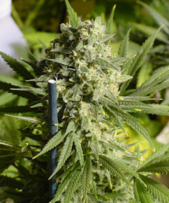 Double Dutch regular SeriouSeeds