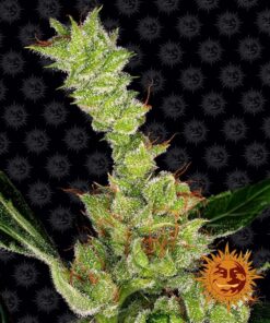 Dr Grinspoon Barneys Farm Seeds