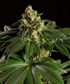 Dream Sherbet Kannabia Seeds