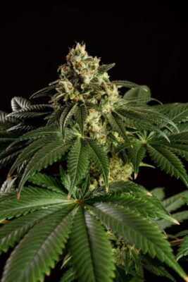 Dream Sherbet Kannabia Seeds