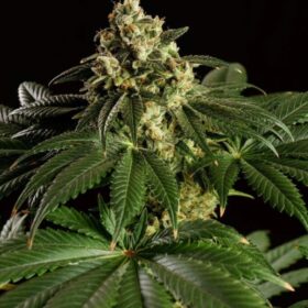 Dream Sherbet Kannabia Seeds