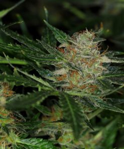 Dream Sherbet Auto Kannabia Seeds