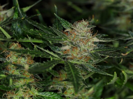 Dream Sherbet Auto Kannabia Seeds
