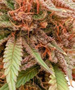 Durban Dew Dutch Passion Seeds
