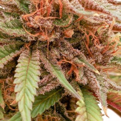 Durban Dew Dutch Passion Seeds