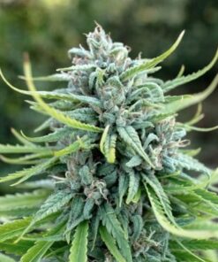Durban Poison regular — изображение 2
