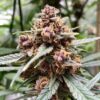 Durban Poison regular Dutch Passion Seeds
