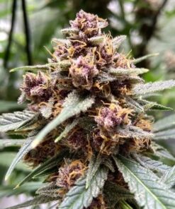 Durban Poison regular Dutch Passion Seeds
