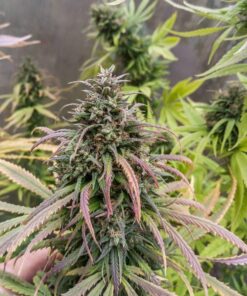 Durban Poison Dutch Passion Seeds