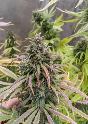 Durban Poison Dutch Passion Seeds