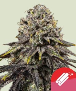 Dynamite Diesel Tyson x Royal Queen Seeds
