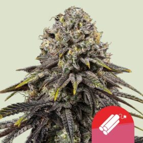 Dynamite Diesel Tyson x Royal Queen Seeds