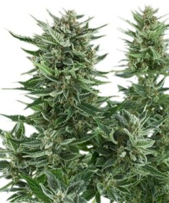 Easy Bud Auto Royal Queen Seeds
