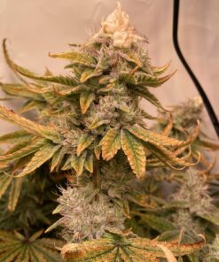 El Patron Royal Queen Seeds