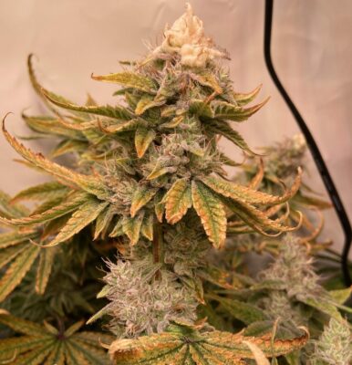 El Patron Royal Queen Seeds