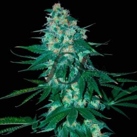 El Alquimista SamsaraSeeds