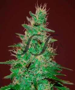 El Alquimista Auto SamsaraSeeds