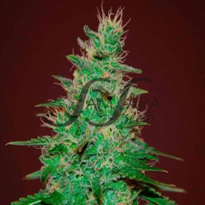 El Alquimista Auto SamsaraSeeds