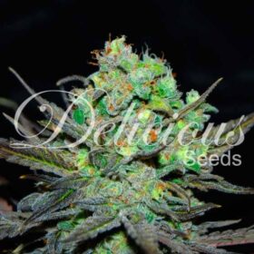 Eleven Roses Delicious Seeds