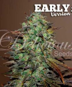 Eleven Roses Early Version Delicious Seeds
