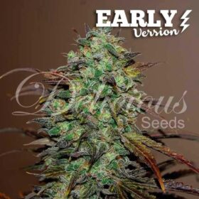 Eleven Roses Early Version Delicious Seeds