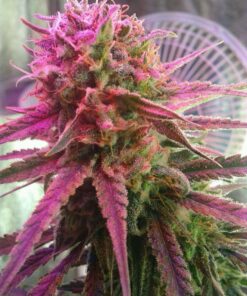 Euforia Dutch Passion Seeds