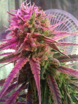 Euforia Dutch Passion Seeds