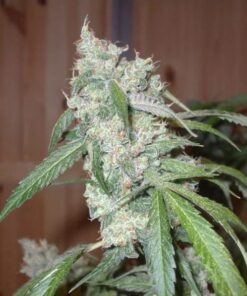Euforia regular Dutch Passion Seeds