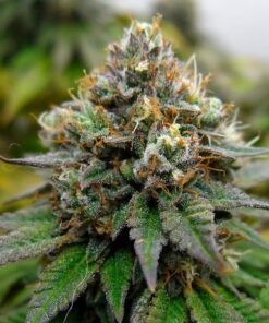 Euphoria CBD Royal Queen Seeds