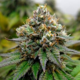 Euphoria CBD Royal Queen Seeds
