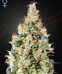 Exodus Cheese CBD Auto Green House Seeds