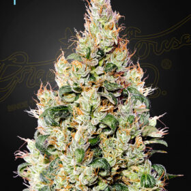 Exodus Cheese CBD Auto Green House Seeds