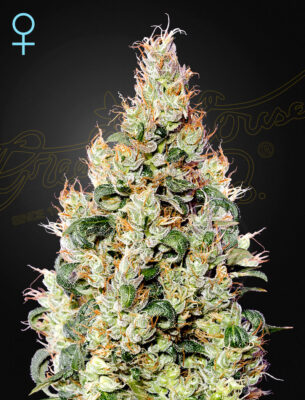 Exodus Cheese CBD Auto Green House Seeds